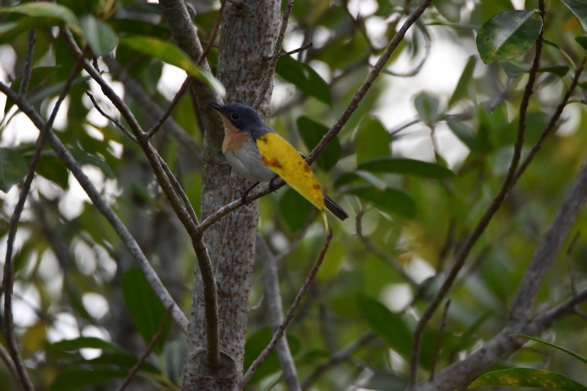 Leaden Flycatcher - ML638094685