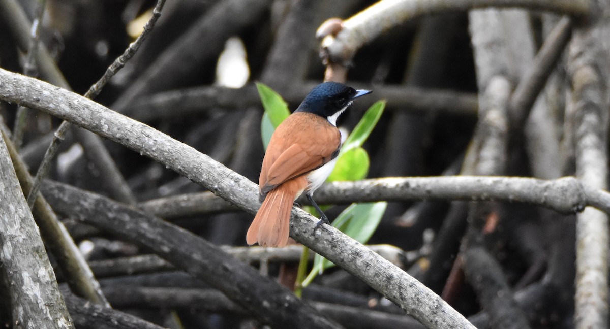 Shining Flycatcher - ML638094692