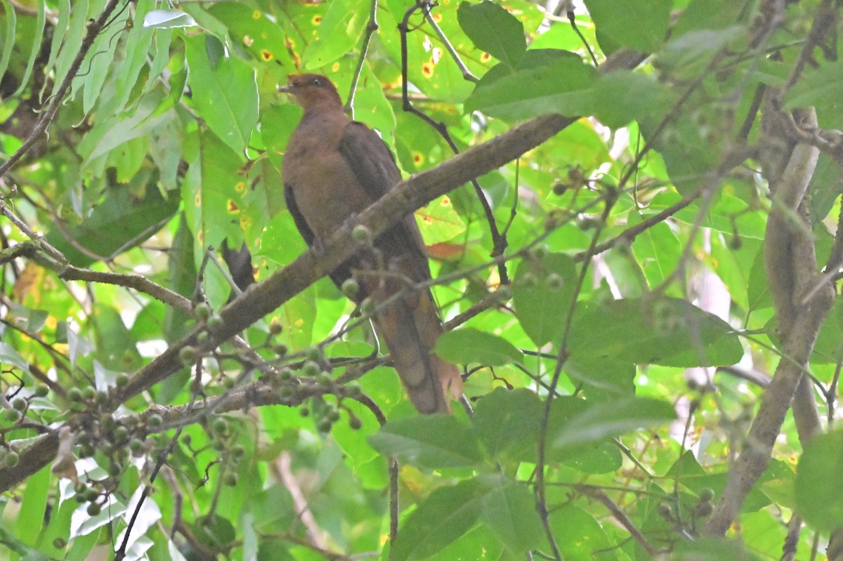 Andaman Cuckoo-Dove - ML638094697
