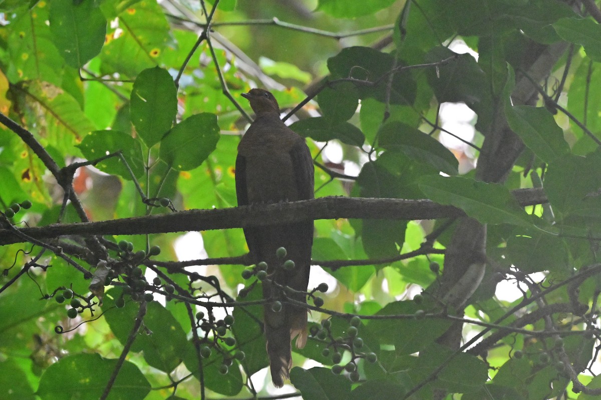 Andaman Cuckoo-Dove - ML638094698