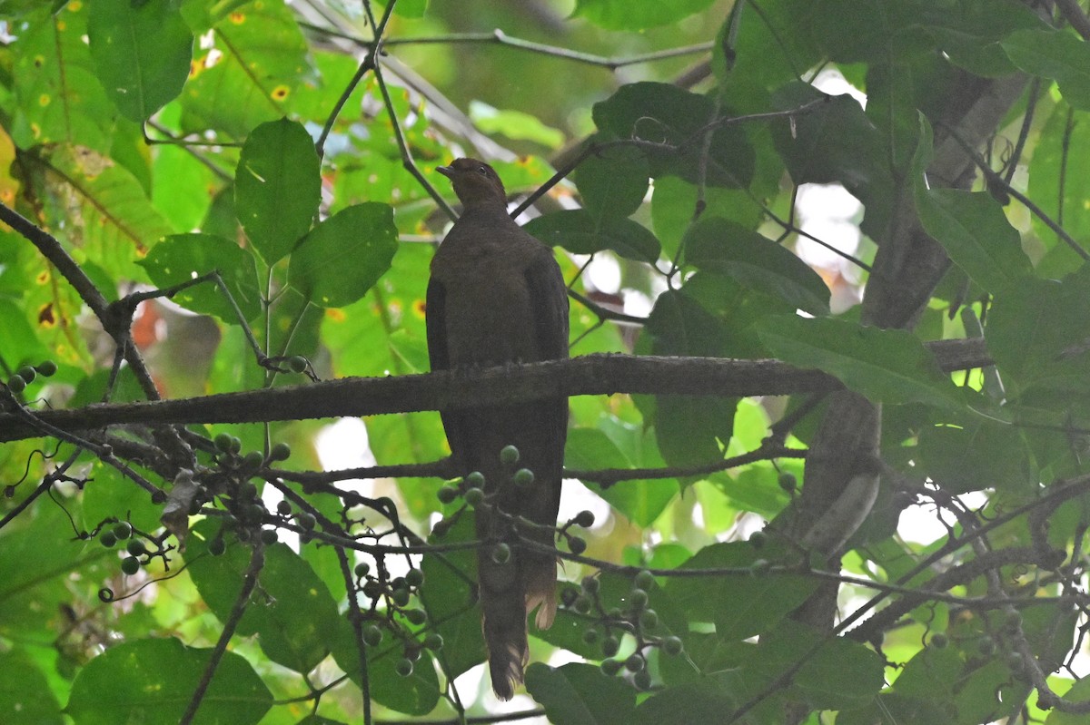Andaman Cuckoo-Dove - ML638094700