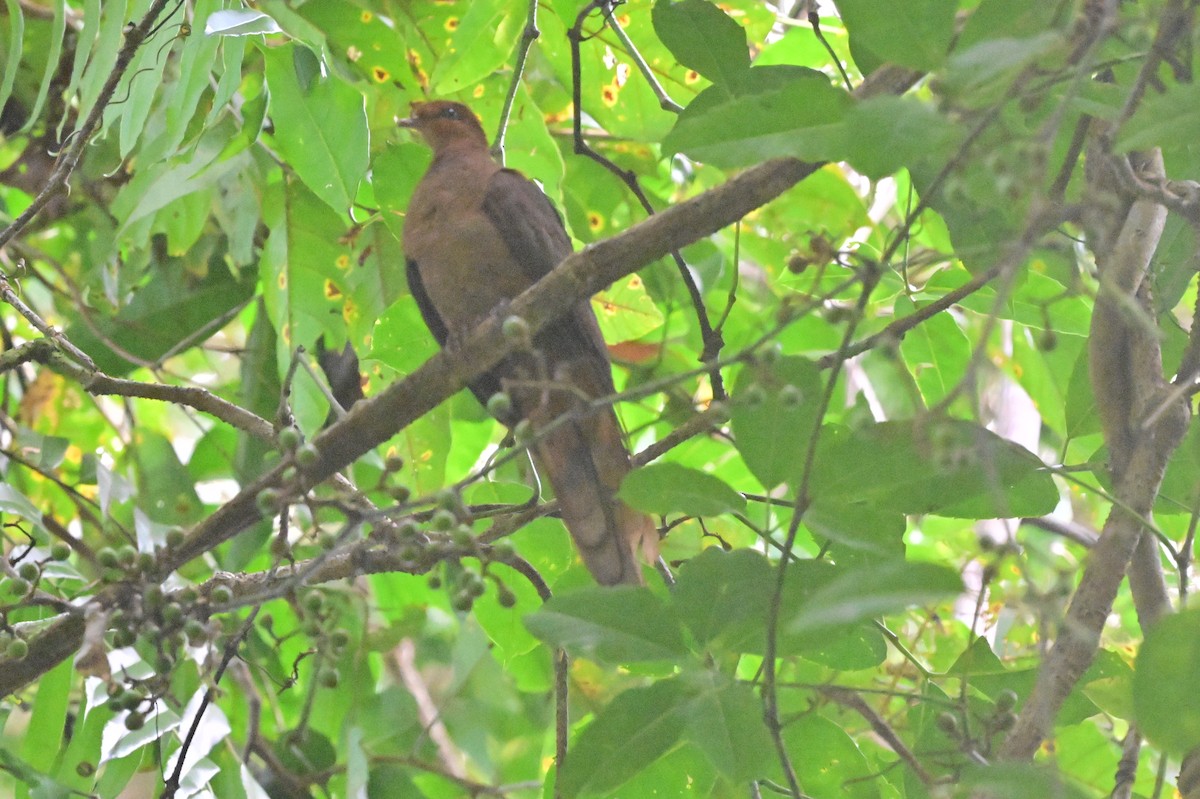 Andaman Cuckoo-Dove - ML638094701