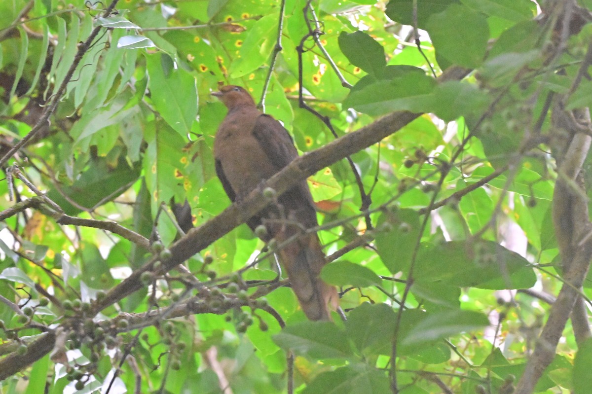 Andaman Cuckoo-Dove - ML638094702