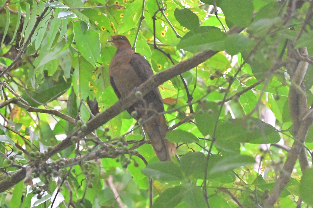 Andaman Cuckoo-Dove - ML638094703