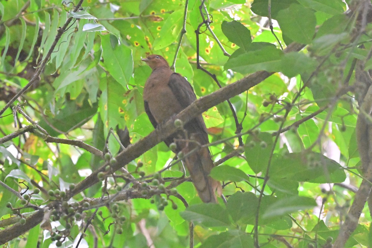Andaman Cuckoo-Dove - ML638094704