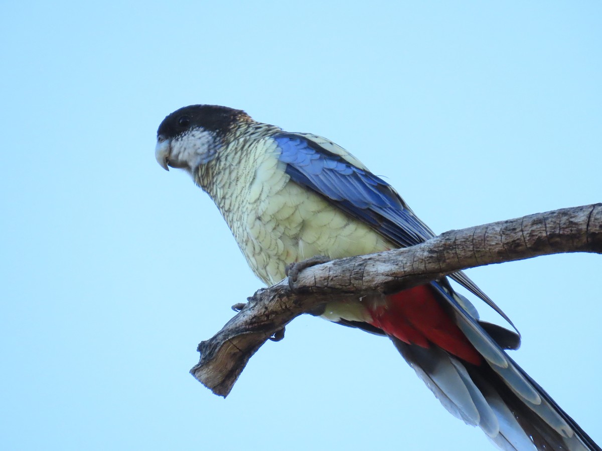 Northern Rosella - ML638094719