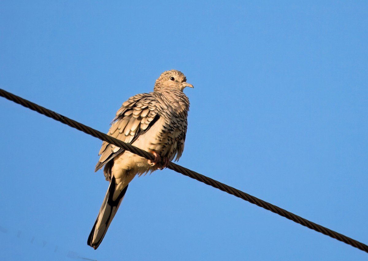 Scaled Dove - ML638094730