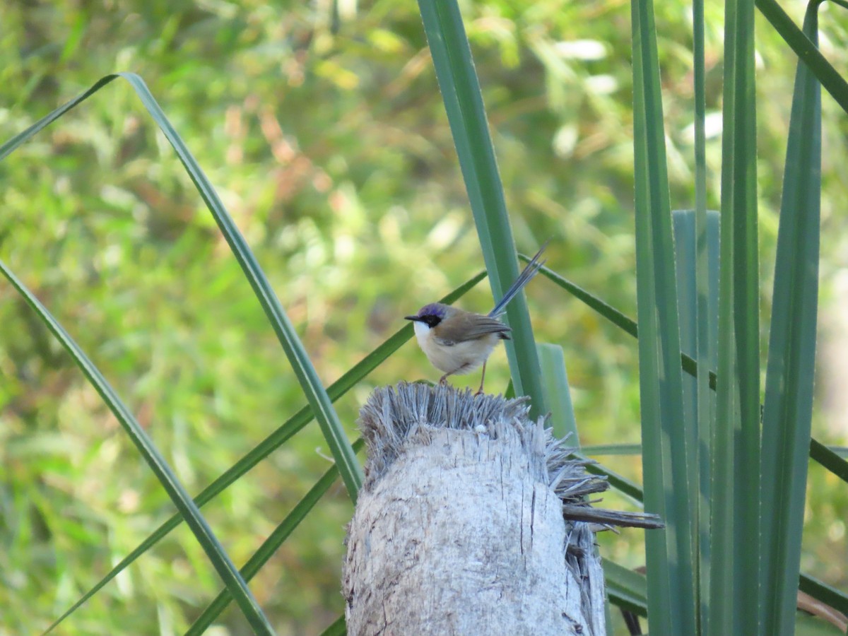 Purple-crowned Fairywren - ML638094753