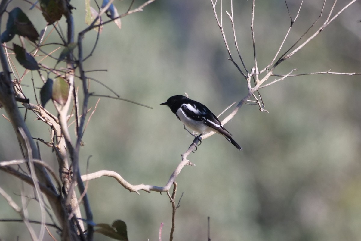 Hooded Robin - ML638094758
