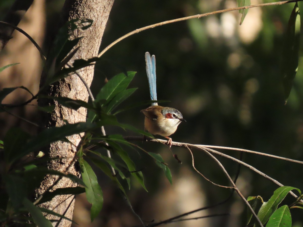 Purple-crowned Fairywren - ML638094764