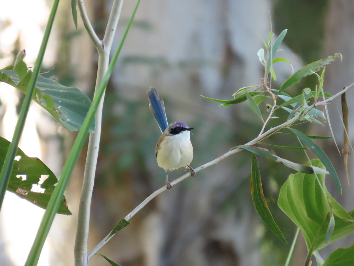 Purple-crowned Fairywren - ML638094765