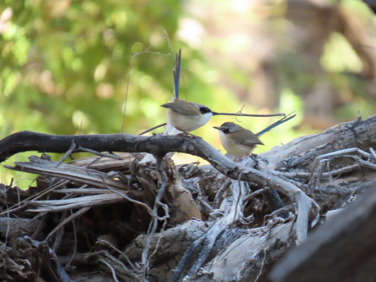 Purple-crowned Fairywren - ML638094766