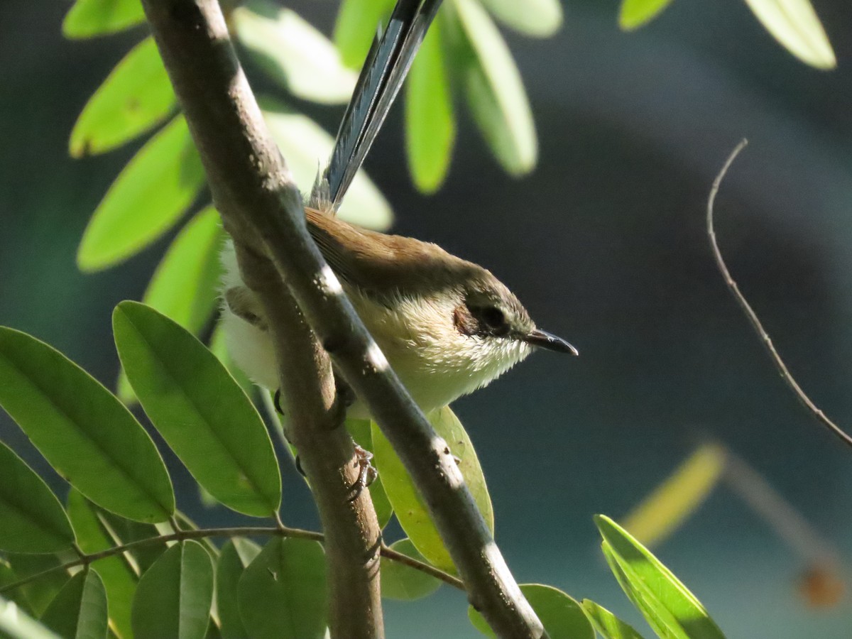 Purple-crowned Fairywren - ML638094792