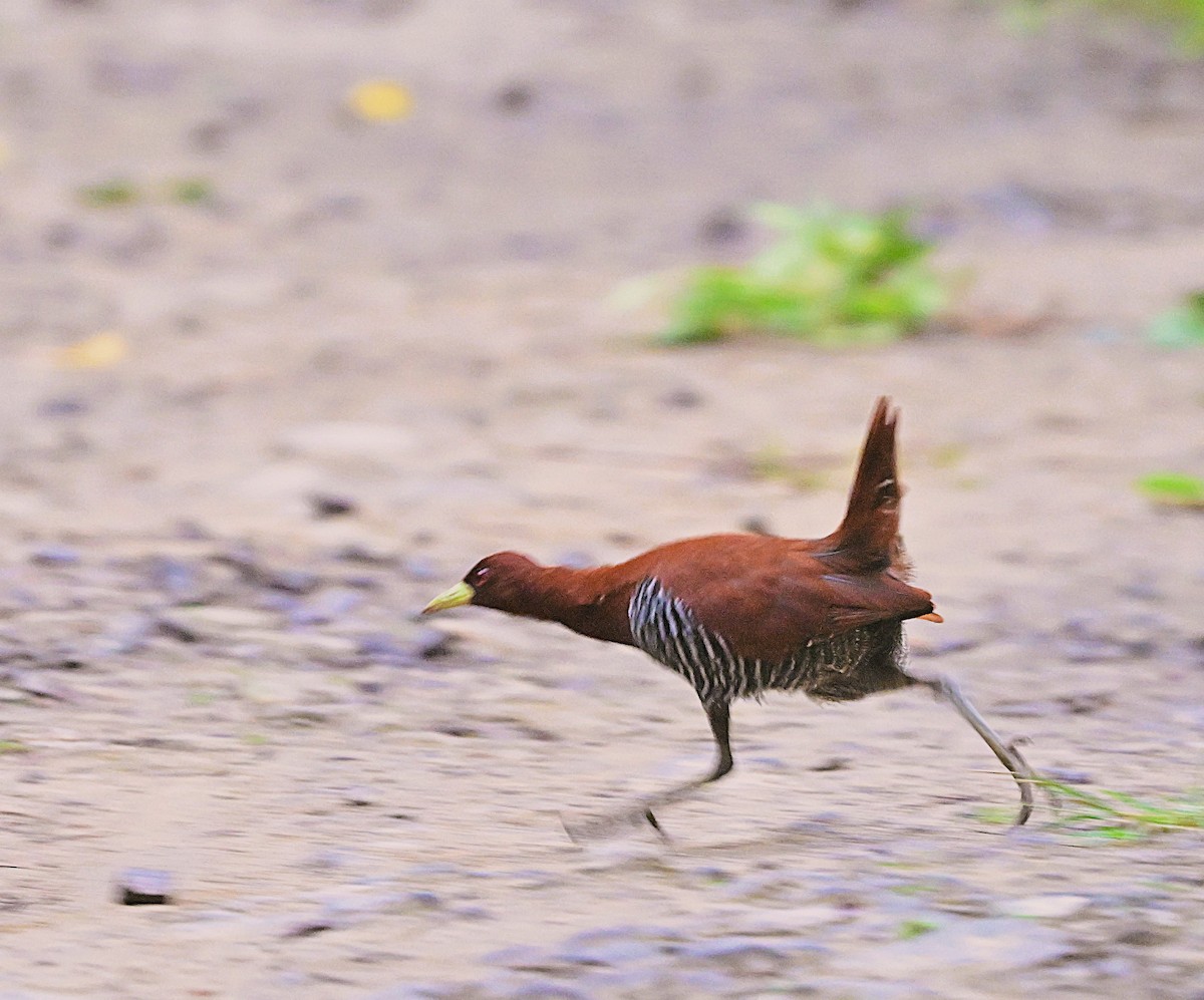 andamanrikse - ML638094808