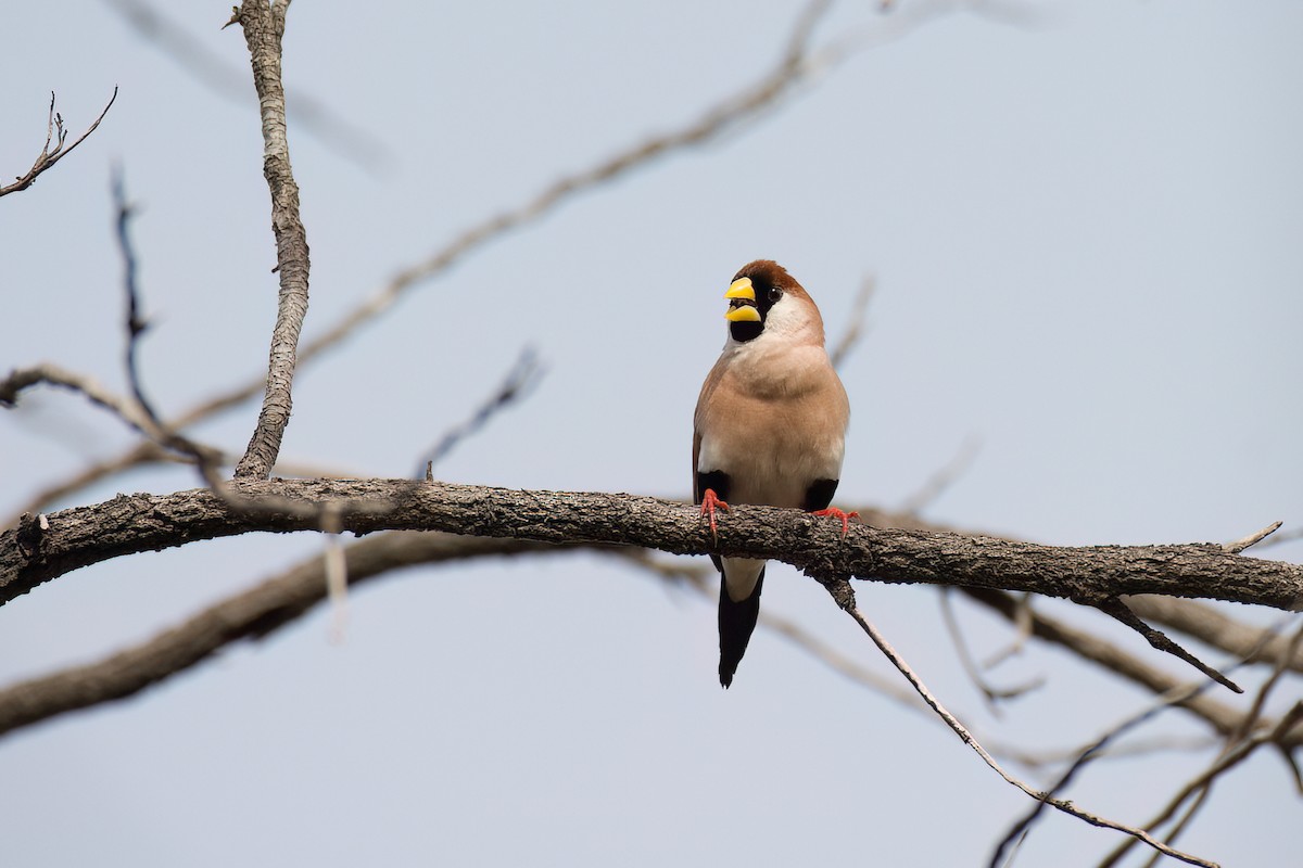 Masked Finch (White-eared) - ML638094809