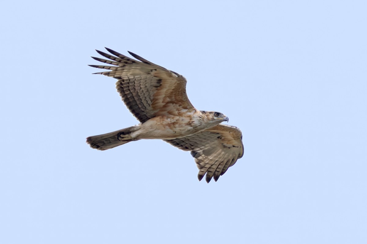 African Hawk-Eagle - ML638094823
