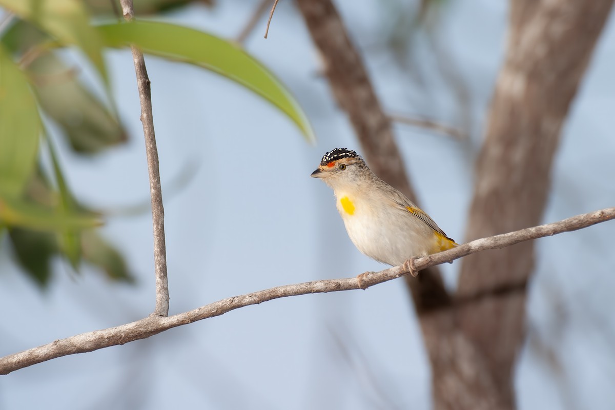 Red-browed Pardalote - ML638094831