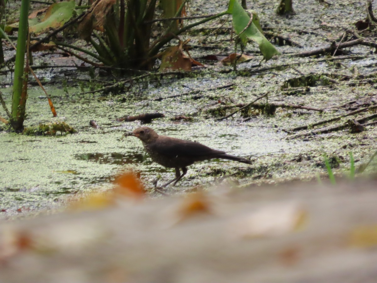 Chinese Blackbird - ML638094834