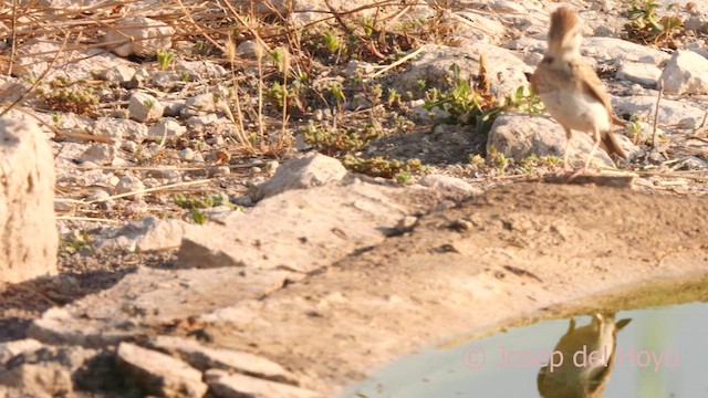 Greater Short-toed Lark - ML638094839