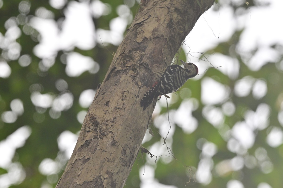 Freckle-breasted Woodpecker - ML638094848