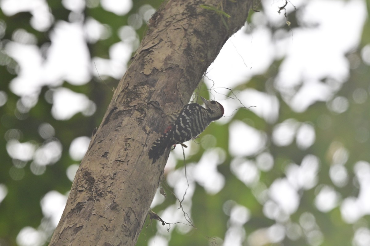 Freckle-breasted Woodpecker - ML638094851