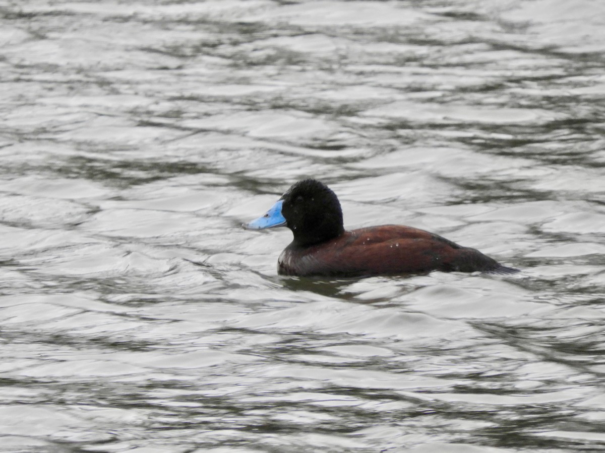Blue-billed Duck - ML638094856