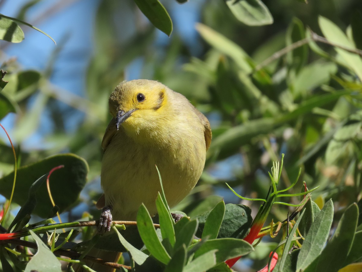 Yellow-tinted Honeyeater - ML638094860