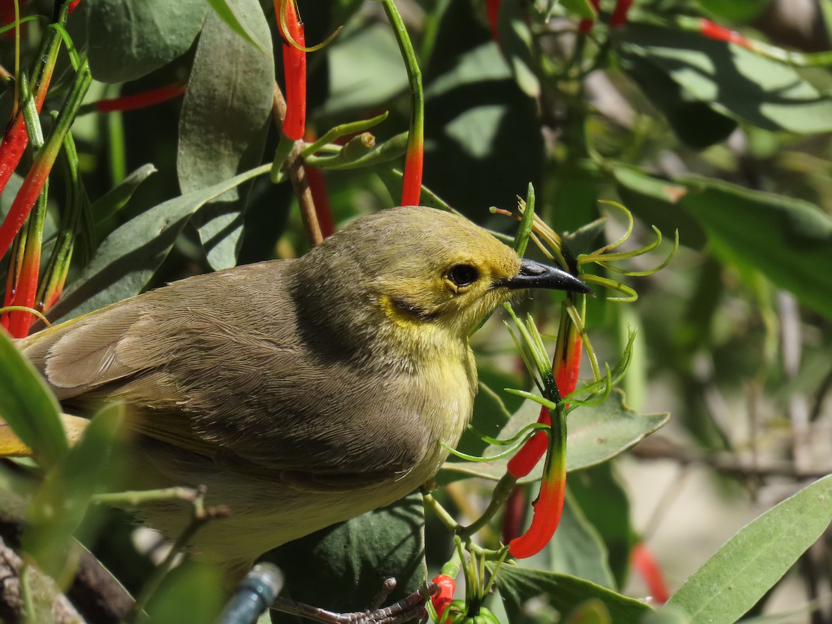 Yellow-tinted Honeyeater - ML638094865