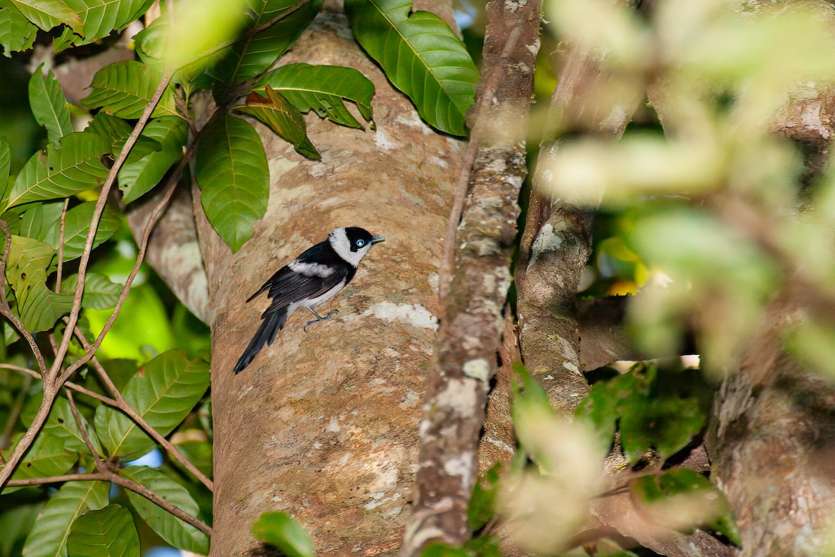 Pied Monarch - ML638094868