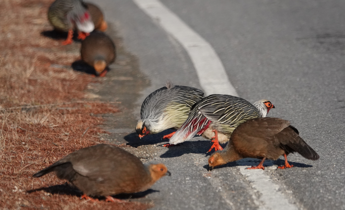 Blood Pheasant - ML638094871