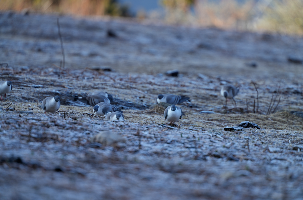 Snow Pigeon - ML638094876