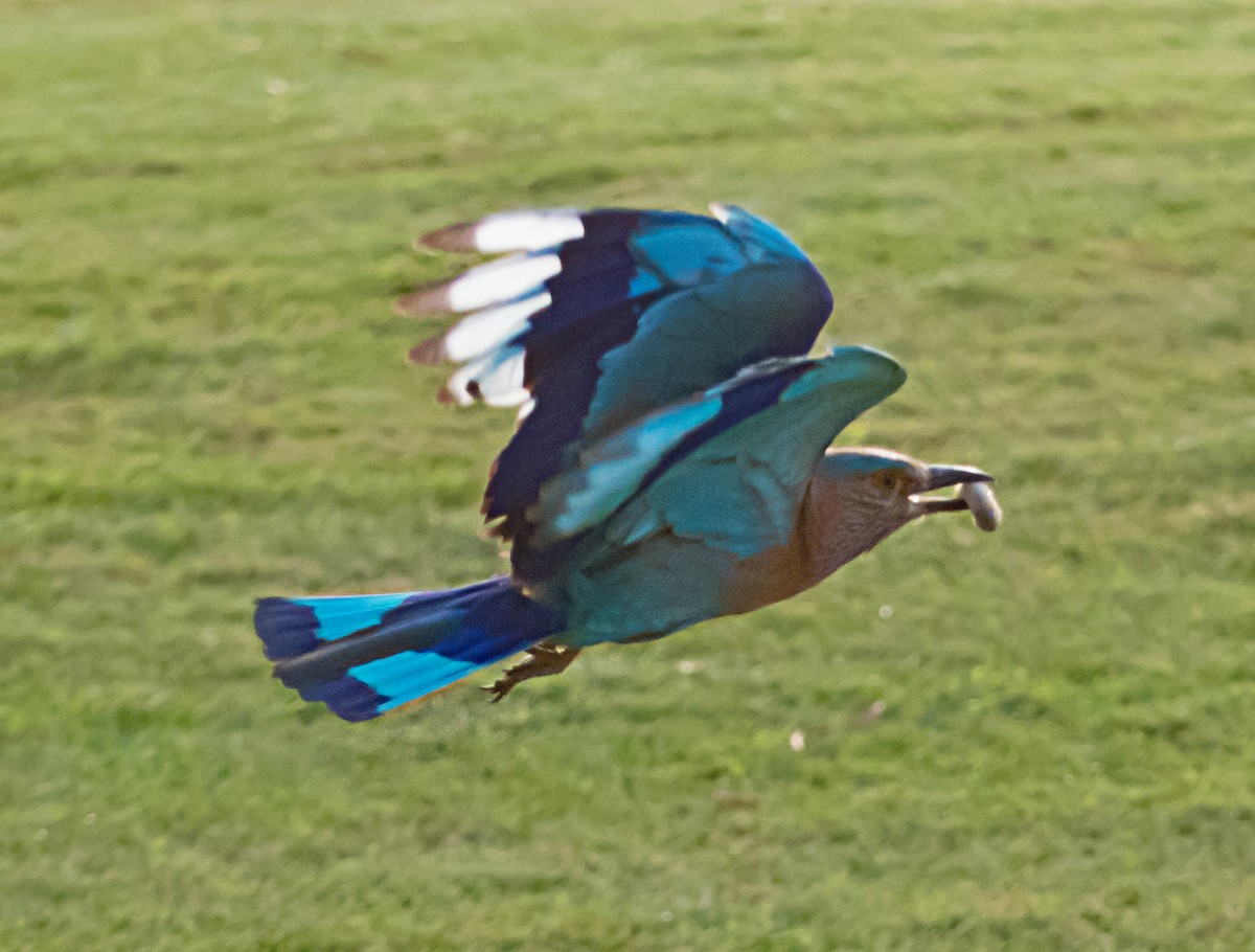 Indian Roller - ML638094882