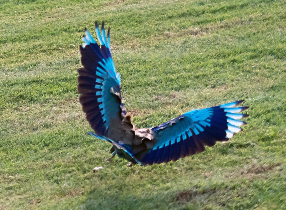 Indian Roller - ML638094883