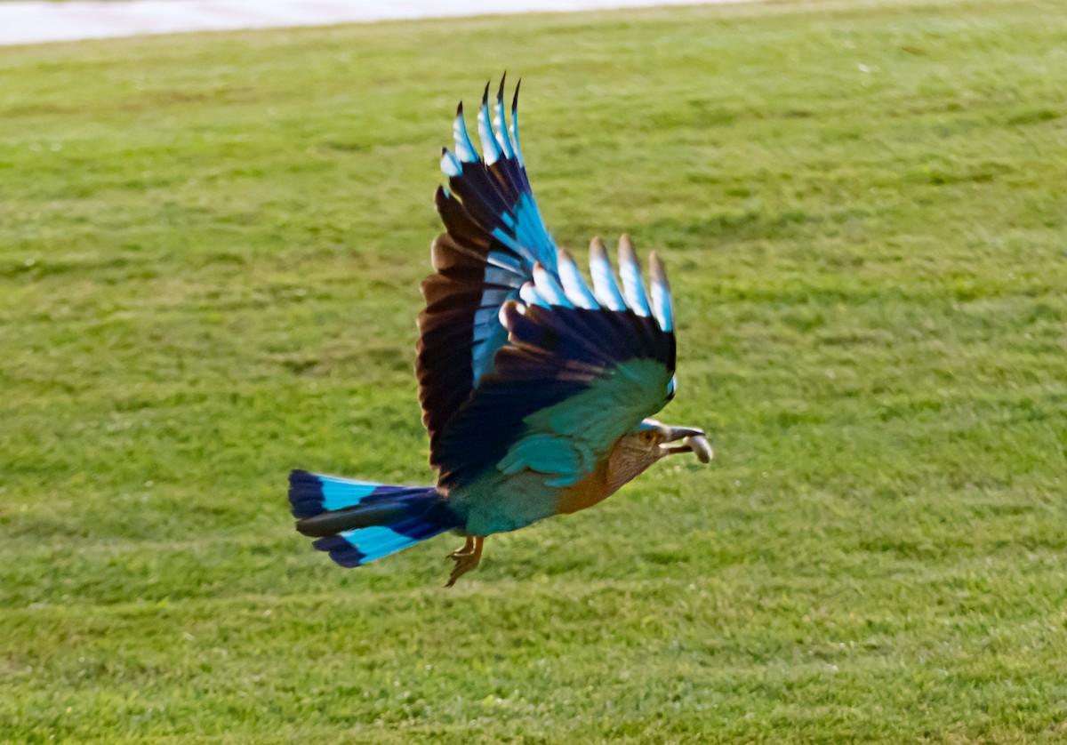 Indian Roller - ML638094884