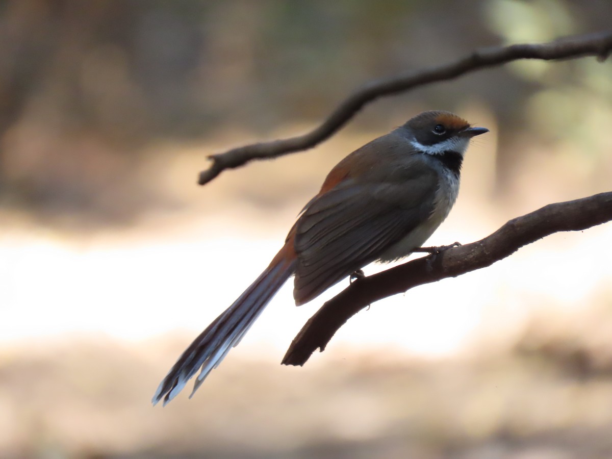Arafura Fantail - ML638094905