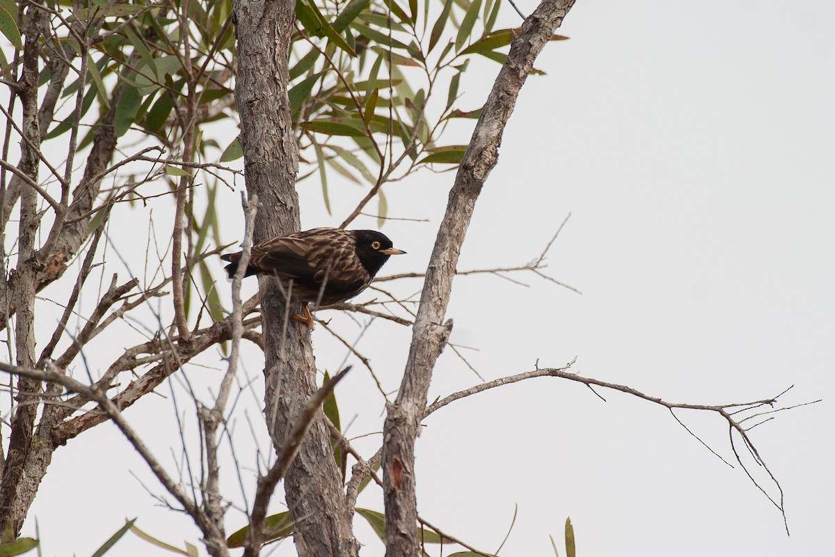 Varied Sittella (Striated) - ML638094906