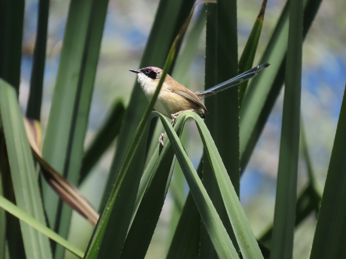 Purple-crowned Fairywren - ML638094912