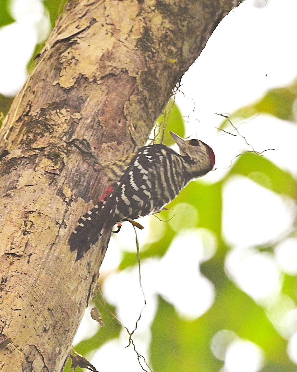 Freckle-breasted Woodpecker - ML638094913