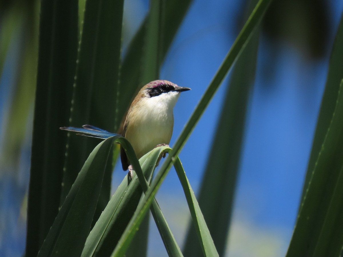 Purple-crowned Fairywren - ML638094919