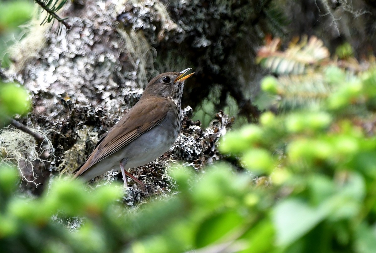 Bicknell's Thrush - ML638094921