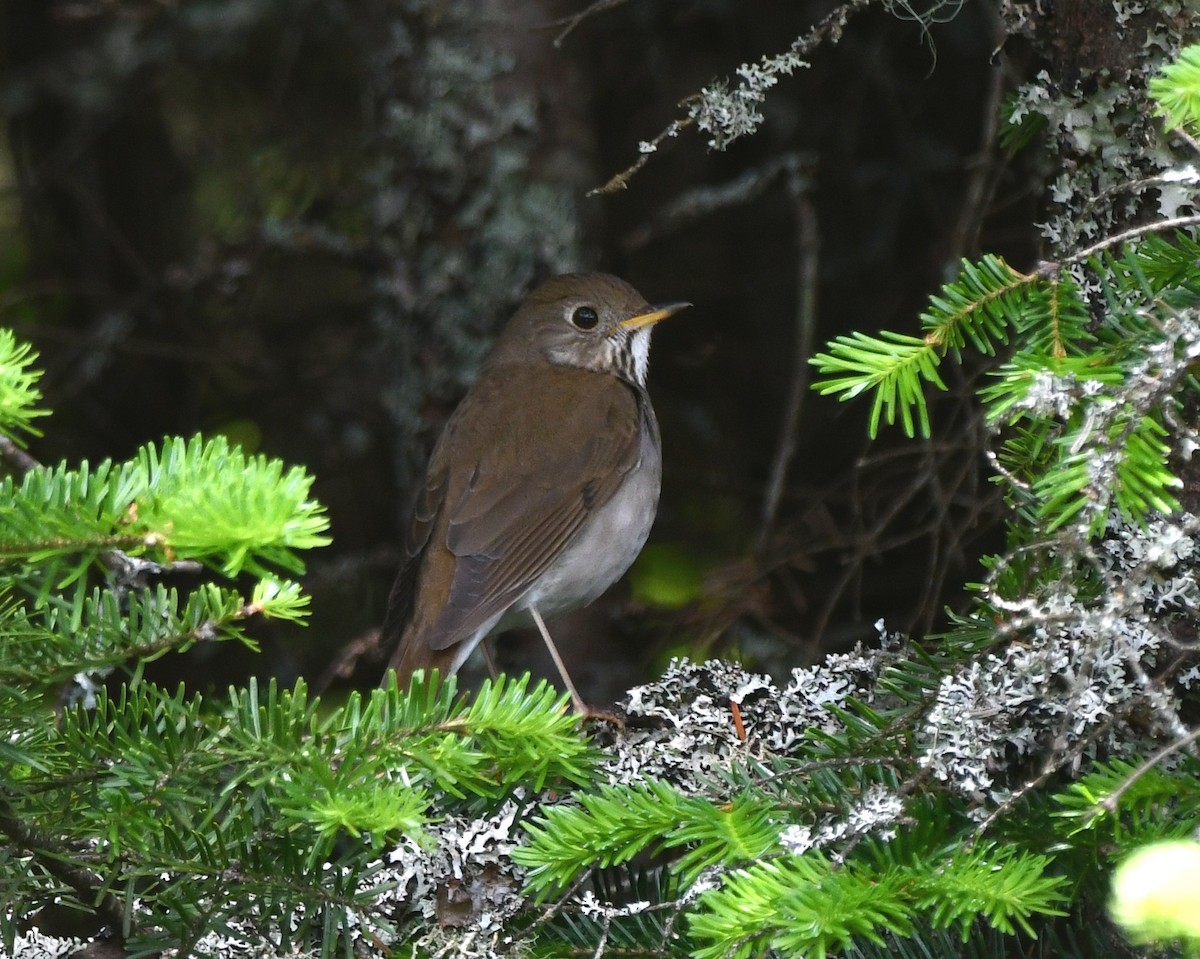 Bicknell's Thrush - ML638094923