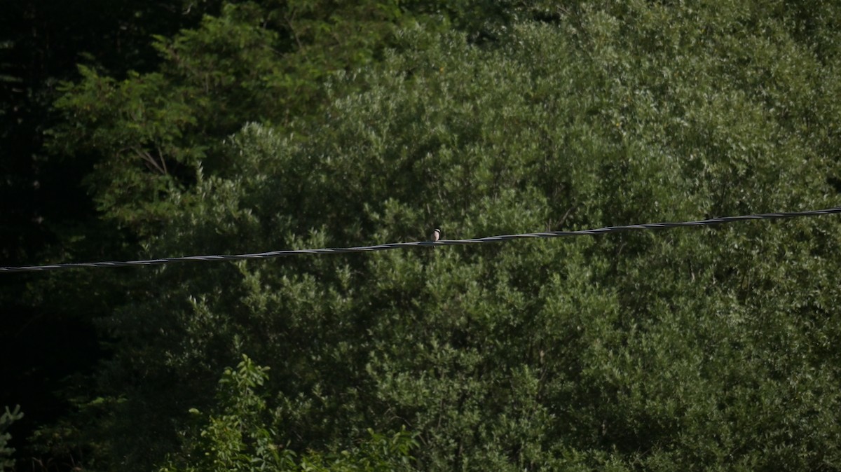 Red-backed Shrike - ML638094950