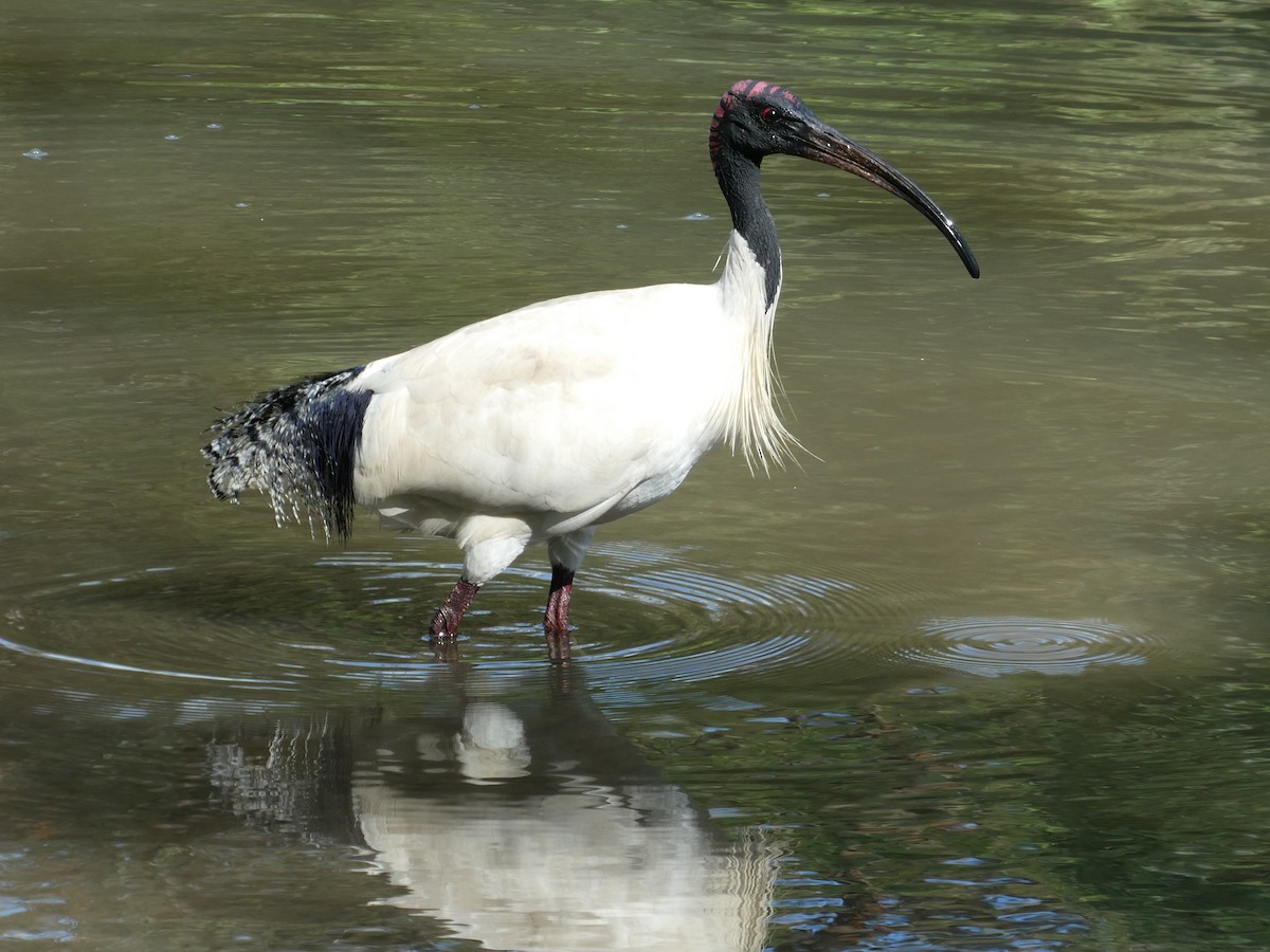 Ibis Moluqueño - ML638094953