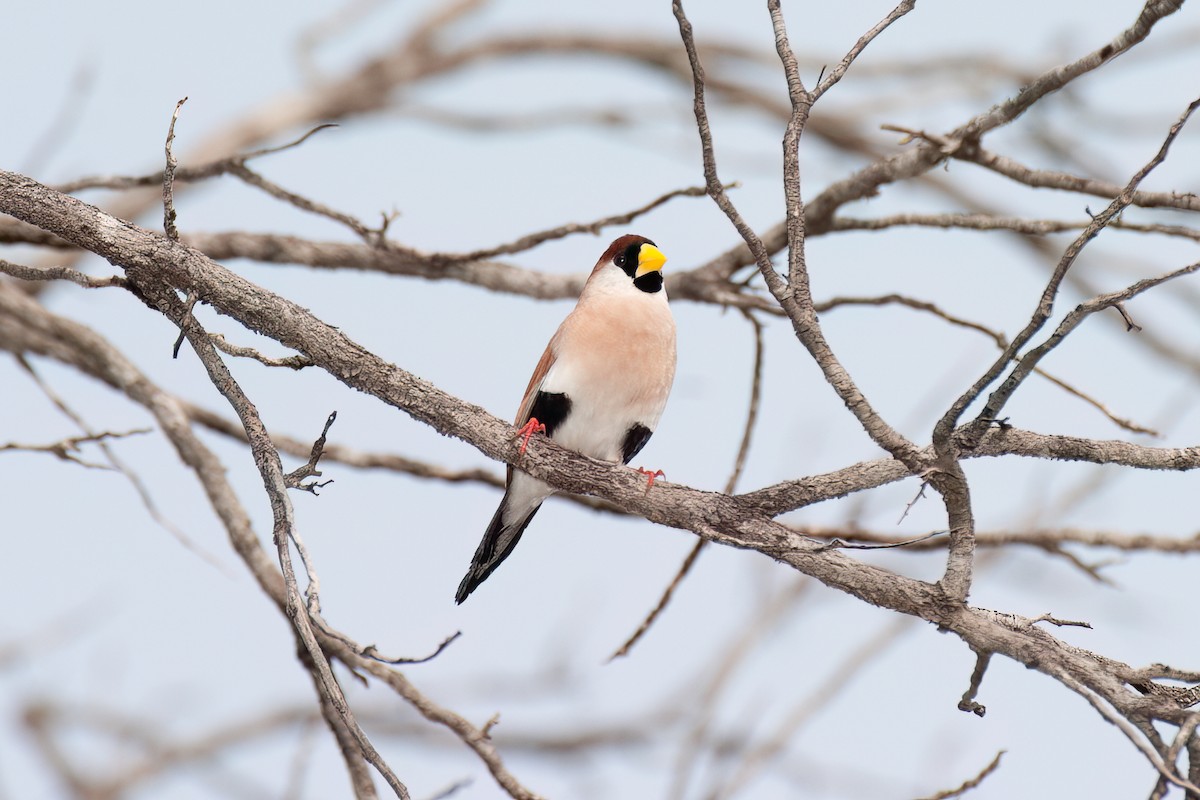 Masked Finch (White-eared) - ML638094962
