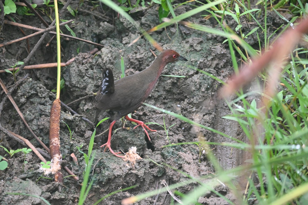 Zimtsumpfhuhn - ML638094993