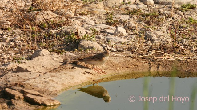 Greater Short-toed Lark - ML638095015
