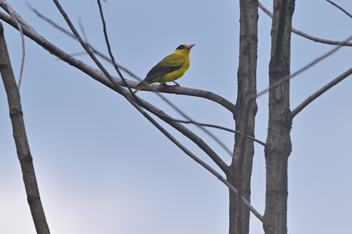 Black-naped Oriole - ML638095036
