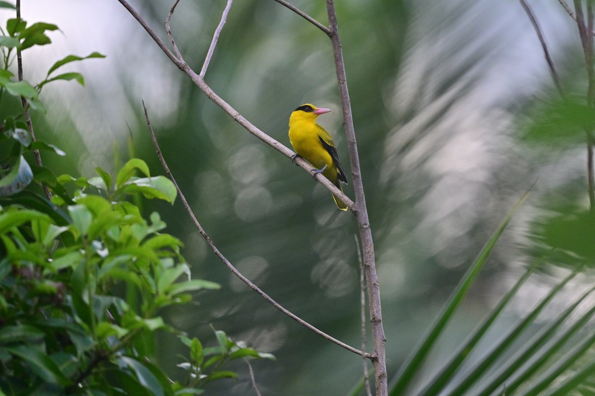 Black-naped Oriole - ML638095040
