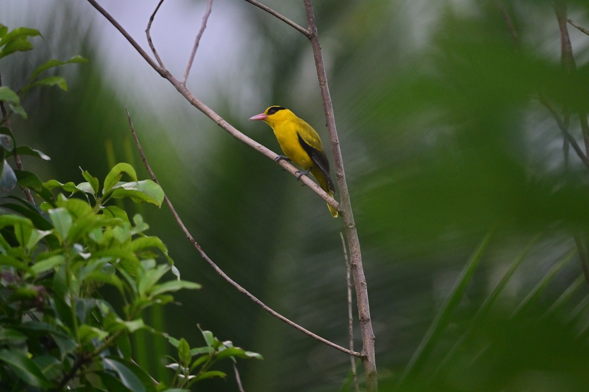 Black-naped Oriole - ML638095043