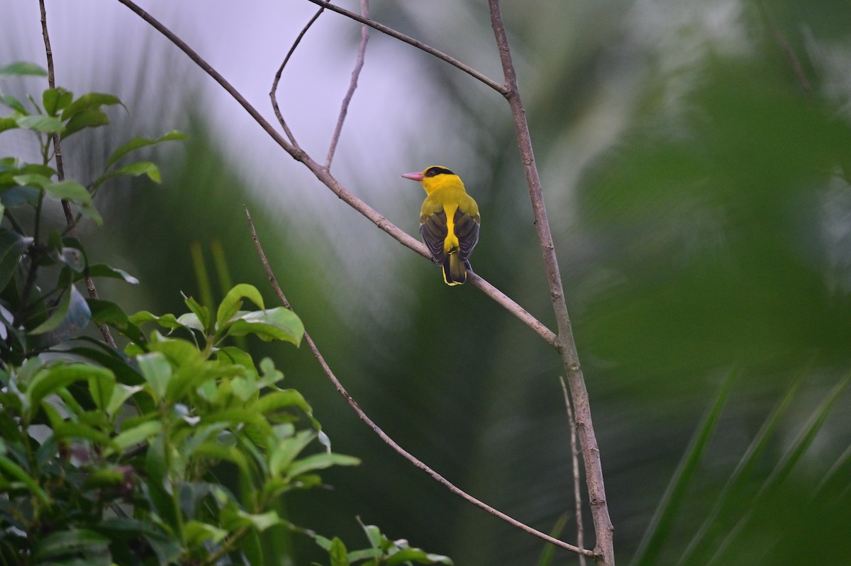Black-naped Oriole - ML638095044